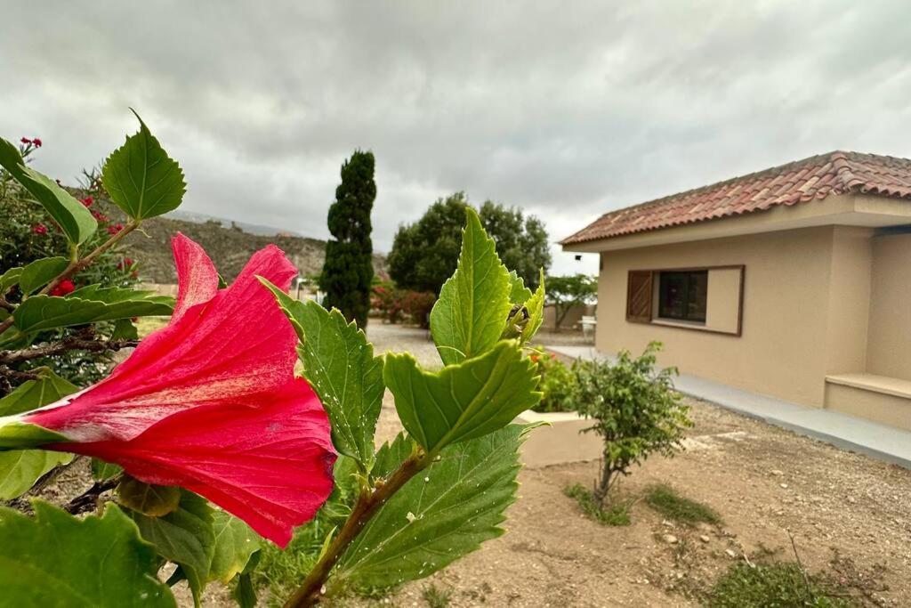 Peaceful Oasis With Magical Sea Views And A Pool Villa Santa Cruz de Tenerife Exteriör bild